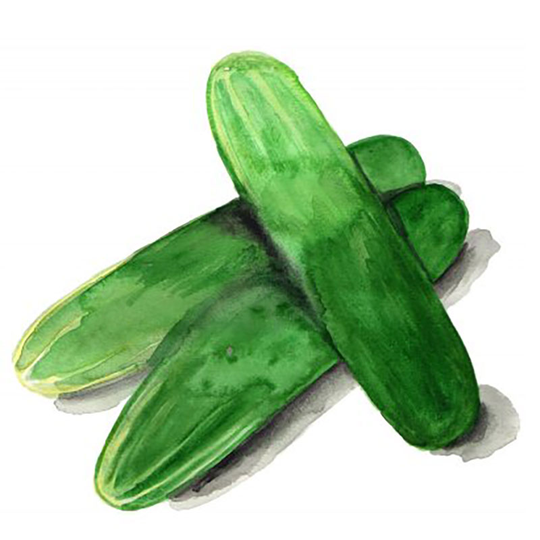 Gurka 'Tanja'