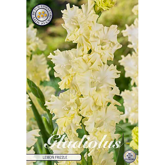 Gladiolus 'Lemon Frizzle'
