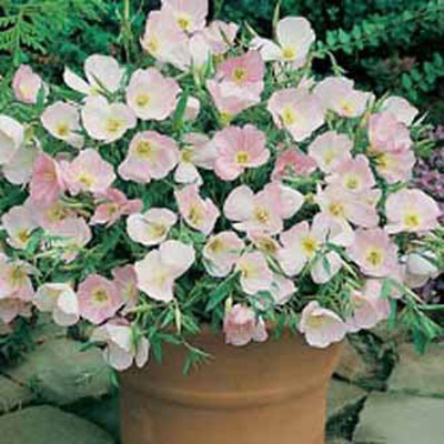 Nattljus 'Silky Orchid'