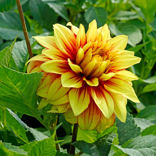Dekorativdahlia ’Dazzling Sun’