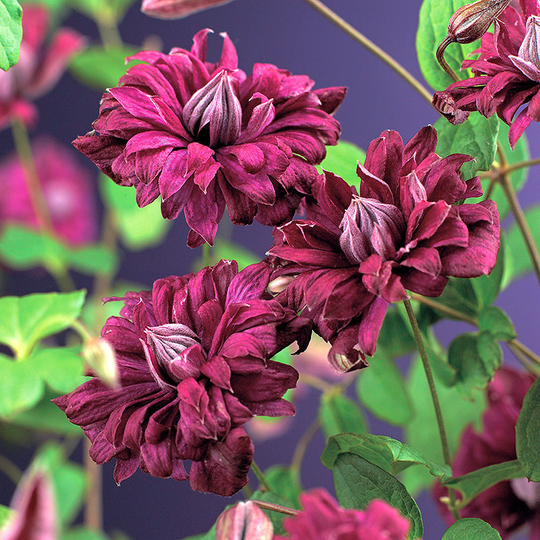 Klematis purpurea Plena 'Elegans'