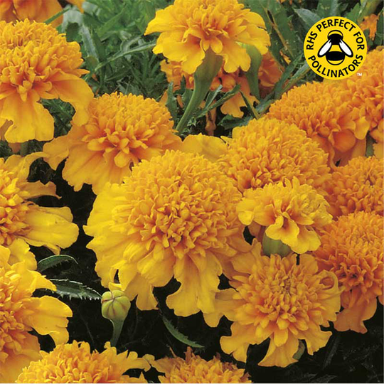 Sammetstagetes 'Chasca'