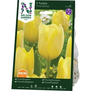 Höstlök Nelson Garden Triumftulpan Friendship Gul
