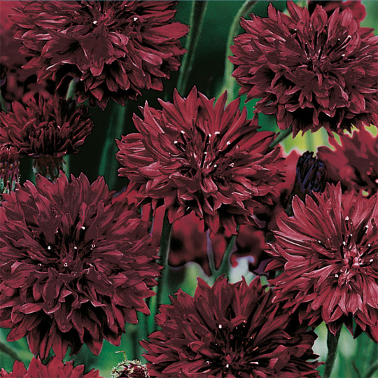 Blåklint 'Double Black'