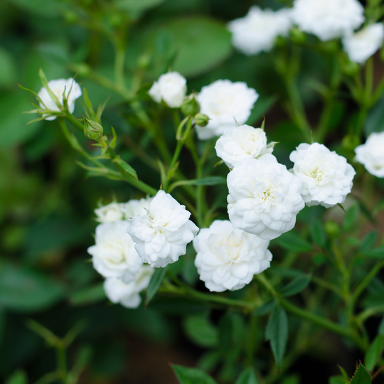 Ros 'White Fairy'