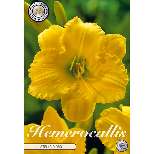 Daglilja 'Stella d'Oro'
