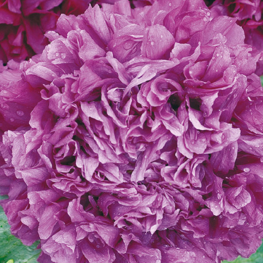 Opiumvallmo 1-årig 'Paeony Purple Passion'