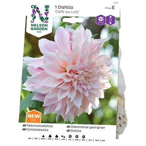 Vårlök Nelson Garden Dekorativdahlia Cafe au Lait Hög, Gräddrosa