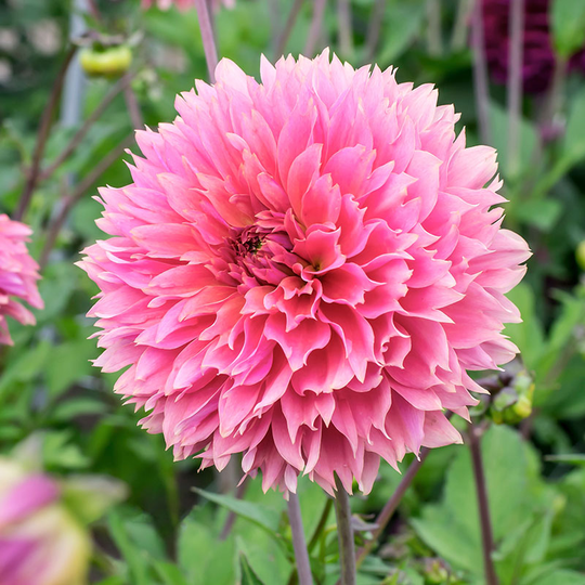 Dekorativdahlia 'Fubuki Sakura'