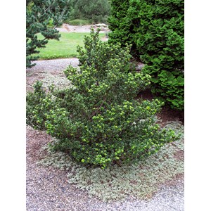 Japansk järnek 'Dark Green' CO, 20-30 cm 10-pack