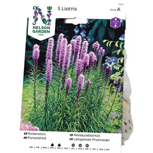 Vårlök Nelson Garden Rosenstav Liatris Spicata, Lila