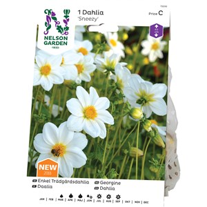 Vårlök Nelson Garden Dahlia Enkel Sneezy Låg, Vit
