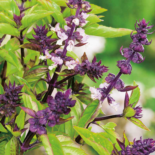 Kanelbasilika 'Sweet Cinnamon', ekologisk