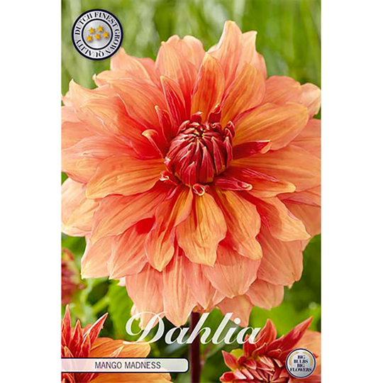 Dekorativdahlia 'Mango Madness'