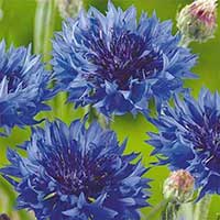 Blåklint 'Blue Diadem'