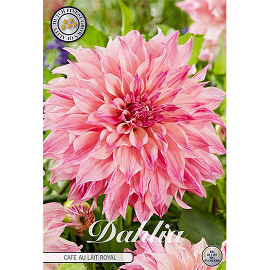 Dekorativdahlia ’Cafe au Lait Royal’