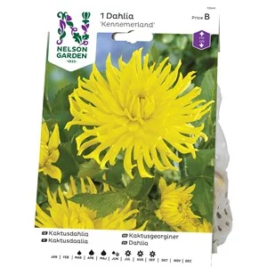 Vårlök Nelson Garden Kaktusdahlia Kennemerland Hög, Gul