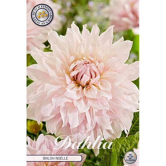 Dekorativdahlia 'Shiloh Noelle'