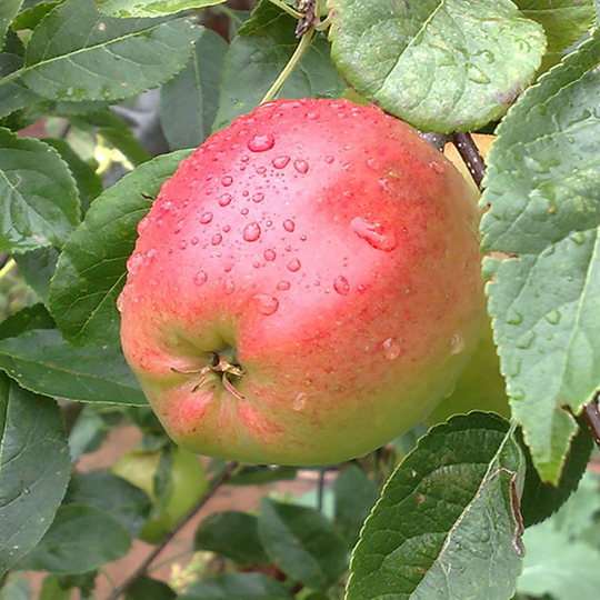 Ympris äpple 'James Grieve'
