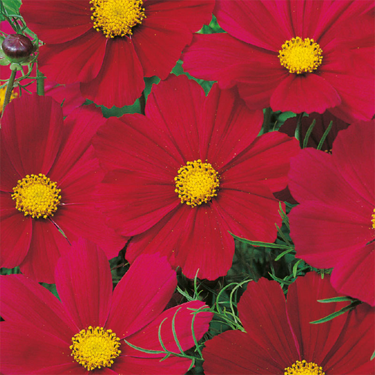 Rosenskära 'Gazebo Red'