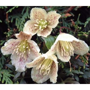 Klematis Cirrhosa Balearica 5-pack
