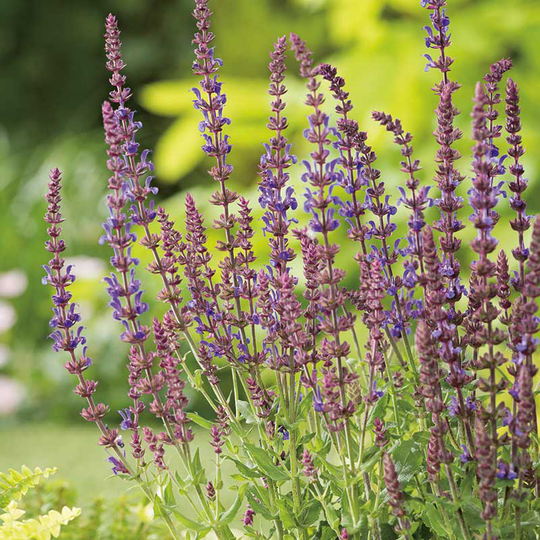 Stäppsalvia 'Blaukönigin', 6-pack