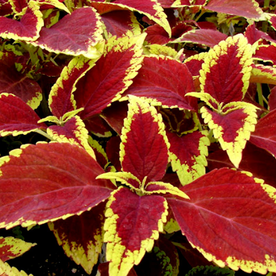 Palettblad 'Fairway Ruby'