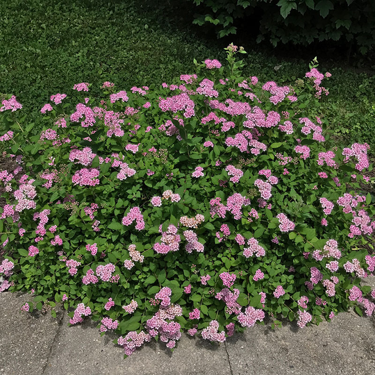 Dvärgpraktspirea 'Little Princess' 10-pack