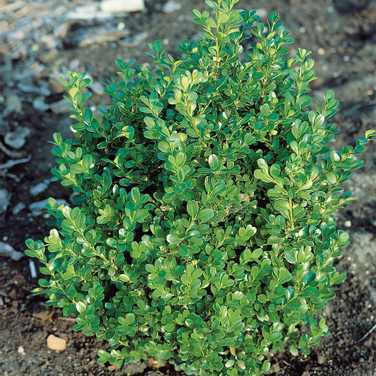 Buxbom microphylla 'Faukner' 15-20 cm, 10-pack