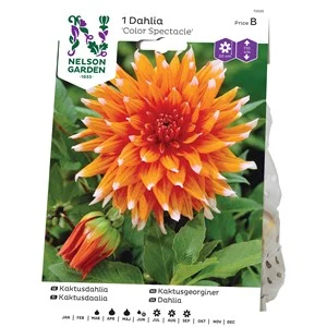 Vårlök Nelson Garden Kaktusdahlia Color Spectacle Hög, Orange