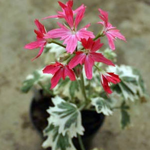 Stjärnpelargon 'Stella Vernante'