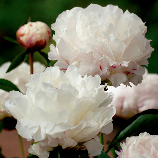 Luktpion 'Shirley Temple'