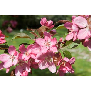 Prydnadsapel 'Pink Spires' CO, 90-110 cm