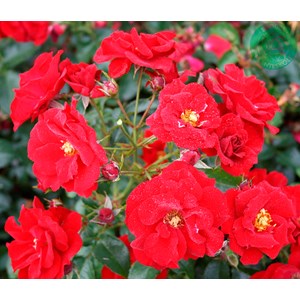 Marktäckande ros 'Austriana' 10-pack