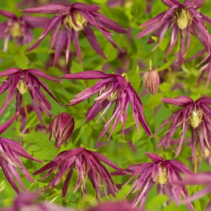 Klematis 'Octopus' 1-pack