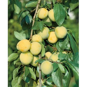 Plommon 'Reine Claude d'Oullins'