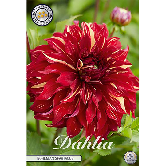 Dekorativdahlia 'Bohemian Spartacus'
