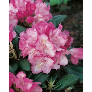 Rhododendron hybrid 'Polaris'
