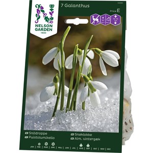 Höstlök Nelson Garden Snödroppe Vit