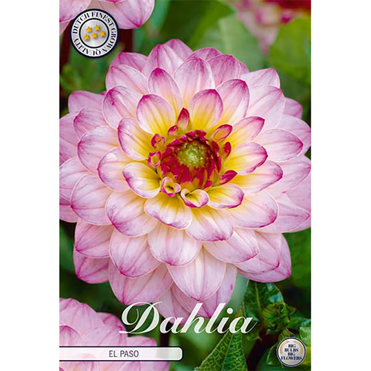 Bolldahlia 'El Paso'