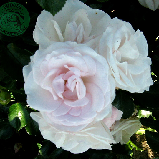 Ros 'Aspirin Rose'