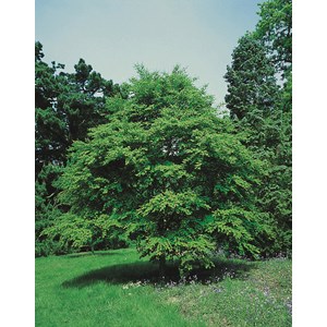 Katsura CO, 60-80 cm 1-pack