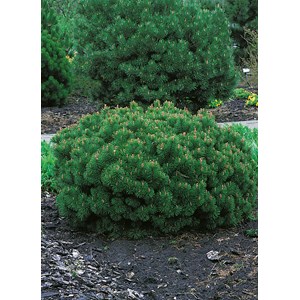 Bergtall liten 'Pumilio', 25-30 cm 3-pack