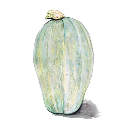 Vintersquash 'Yakima Marblehead'