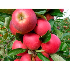 Äpple 'Agnes' Svagväxande B9