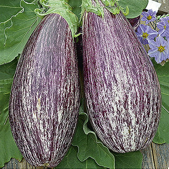 Aubergine 'Tsakoniki'
