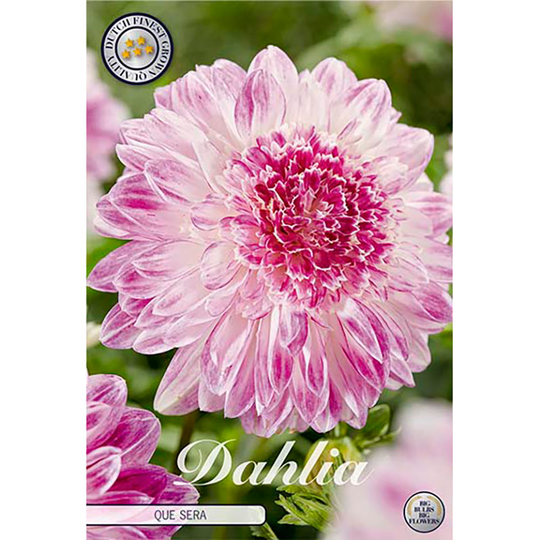 Anemondahlia 'Que Sera'