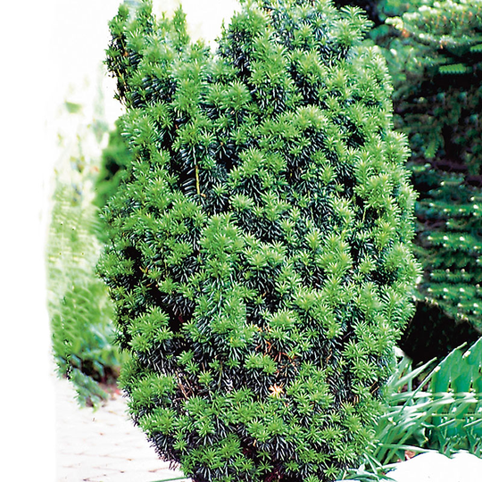 Hybrididegran 'Hicksii' 50-60 cm