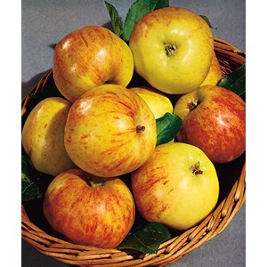 Äpple 'Gravensteiner' CO