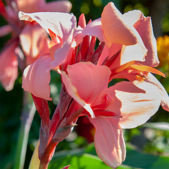 Kanna 'Peach Blush'